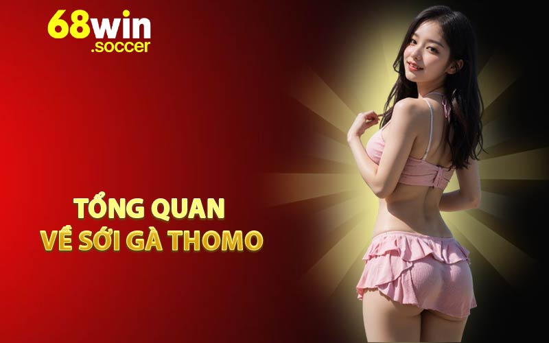 Tổng quan về sới gà Thomo